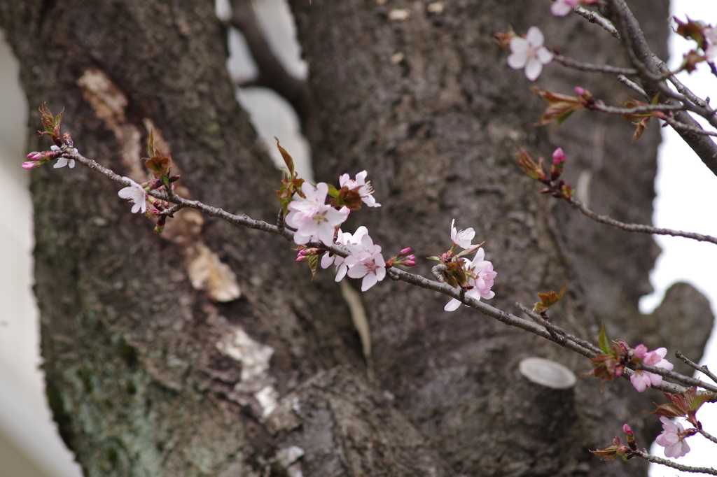 桜花-7