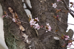 桜花-7