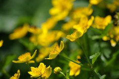 初夏の水辺-リュウキンカ