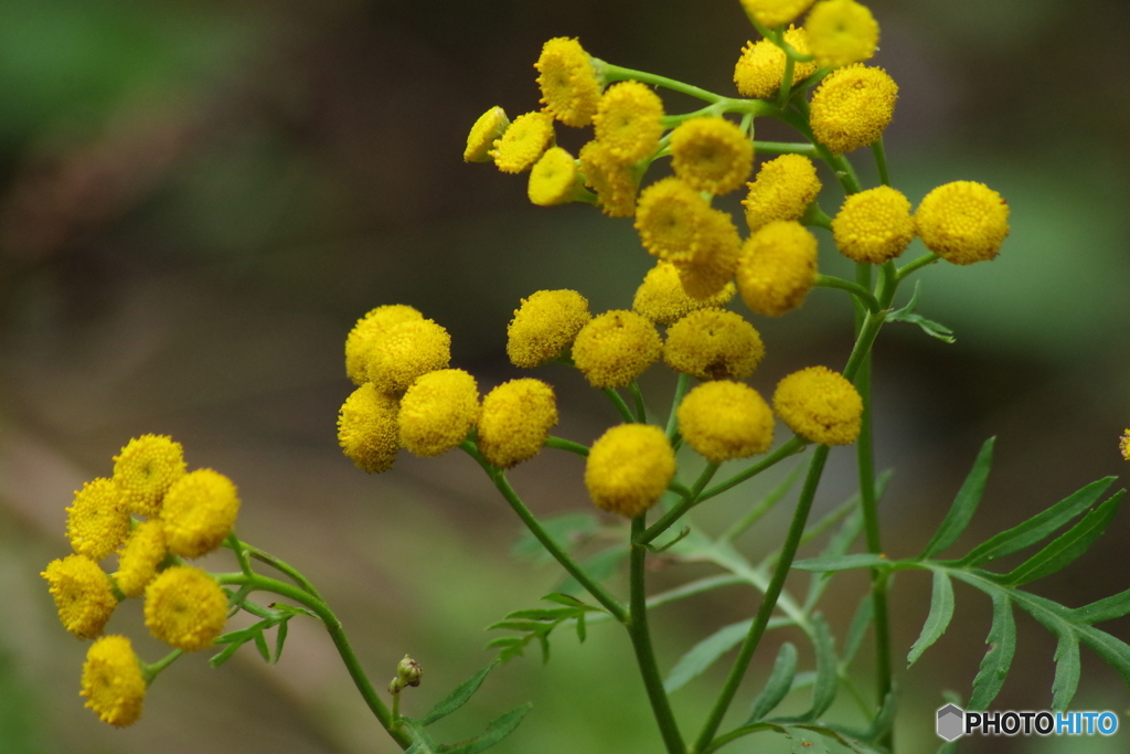黄色の丸い花 By さくらんぼｊａｍ Id 写真共有サイト Photohito