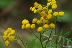 黄色の丸い花