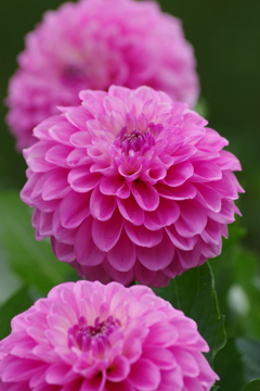 秋田ブランド-NAMAHAGEキュート