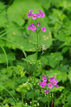 野草園で花探し-五輪六輪目の九輪草