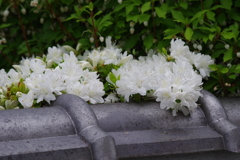 花散歩-塀の上のツツジとドウダン
