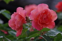 6/3 アプリコットカラー