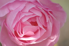 初冬のバラ‐クイーンエリザベス