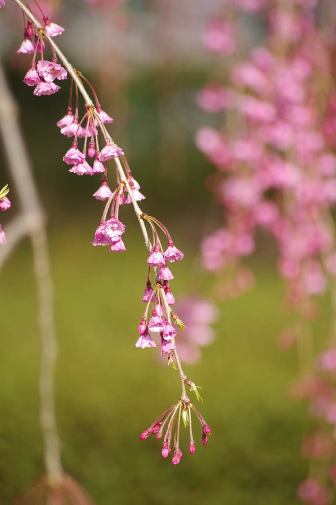 霞城の枝垂れ桜-5