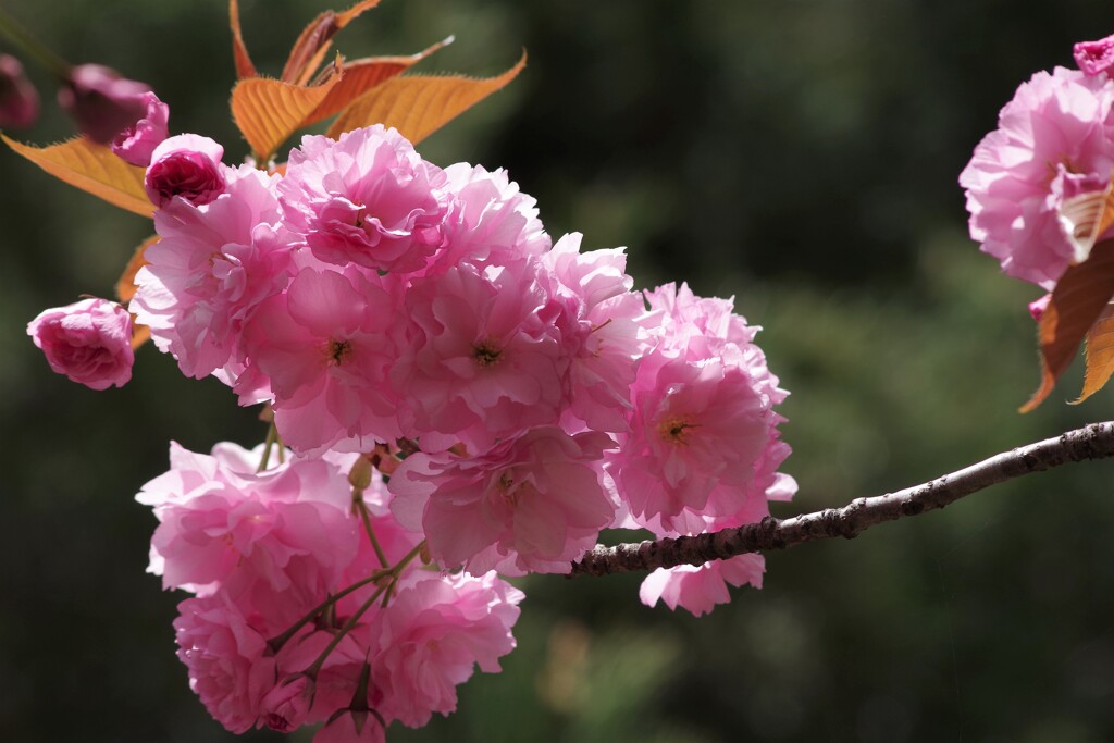 春を待つ心-八重桜
