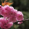 春を待つ心-八重桜
