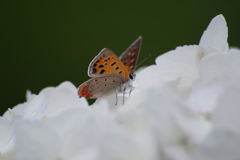 真っ白の紫陽花で一休み