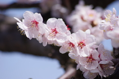 花散歩‐杏