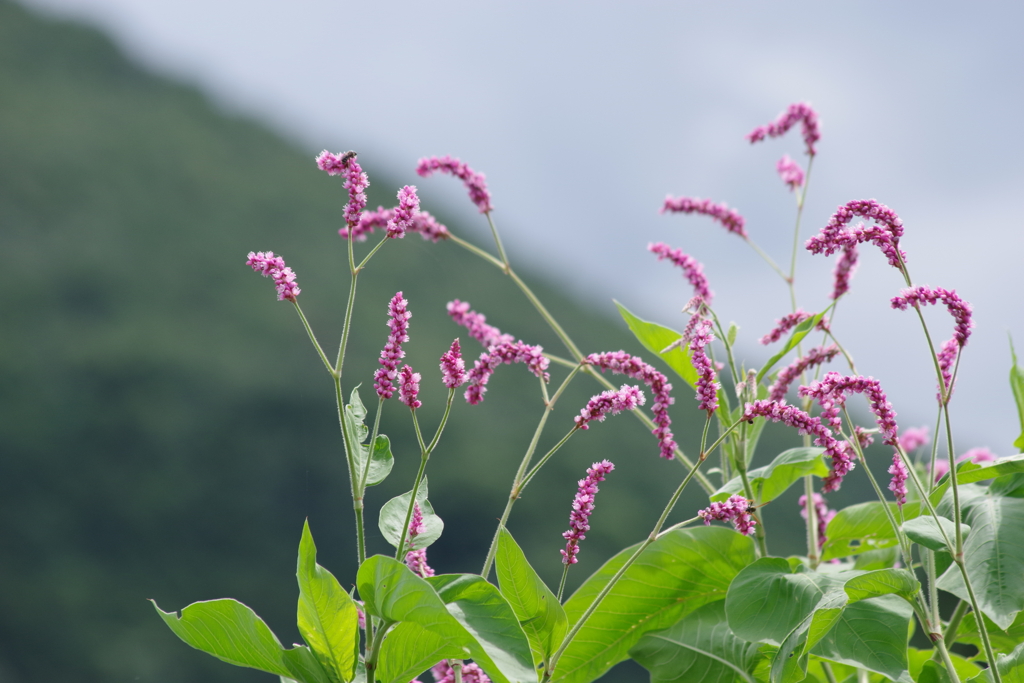 花散歩‐見上げるほどのオオケタデ