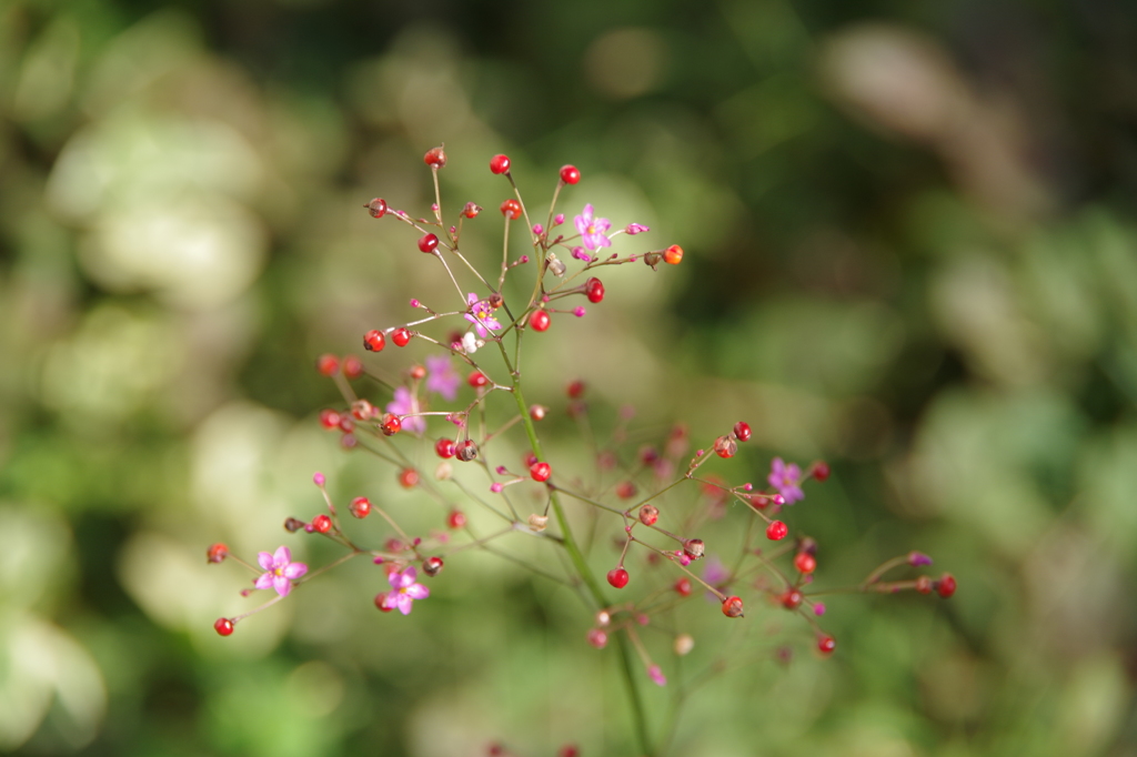 秋の線香花火-2