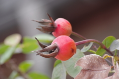 花散歩の赤い実-ローズヒップ