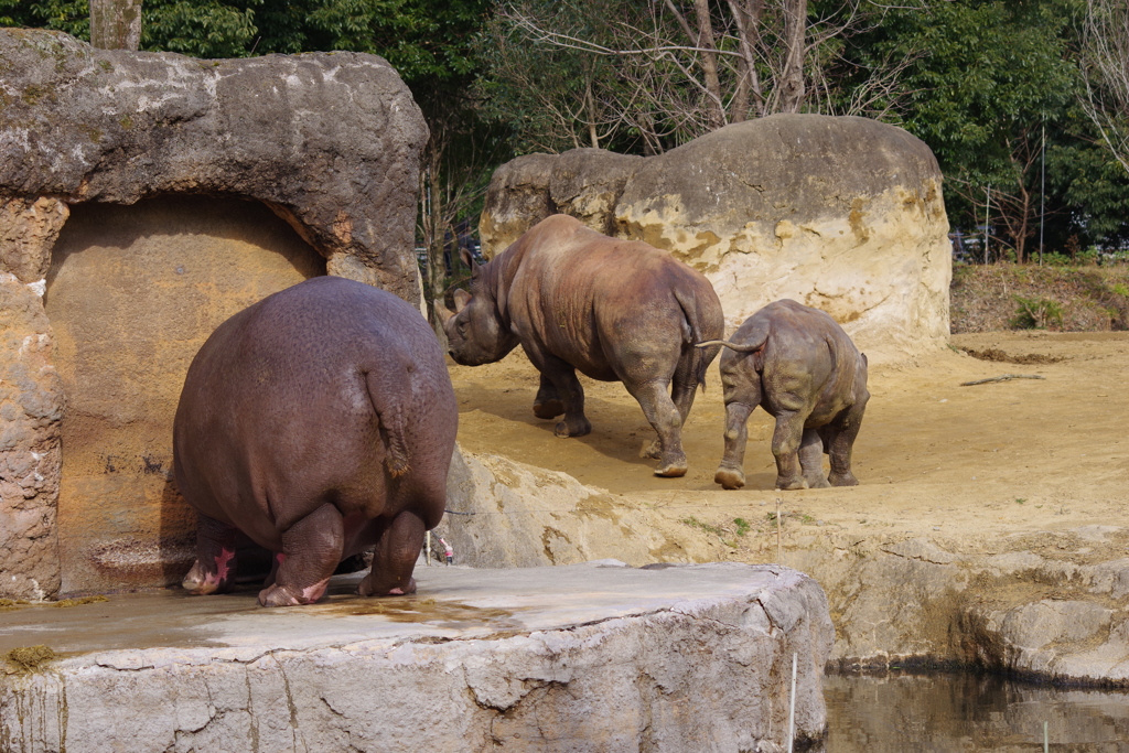 カバとクロサイのお尻