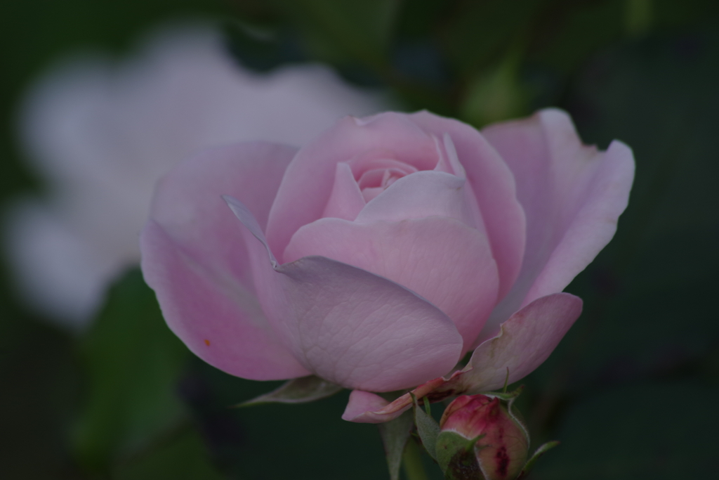 秋薔薇‐エンチャンティッドイブニング