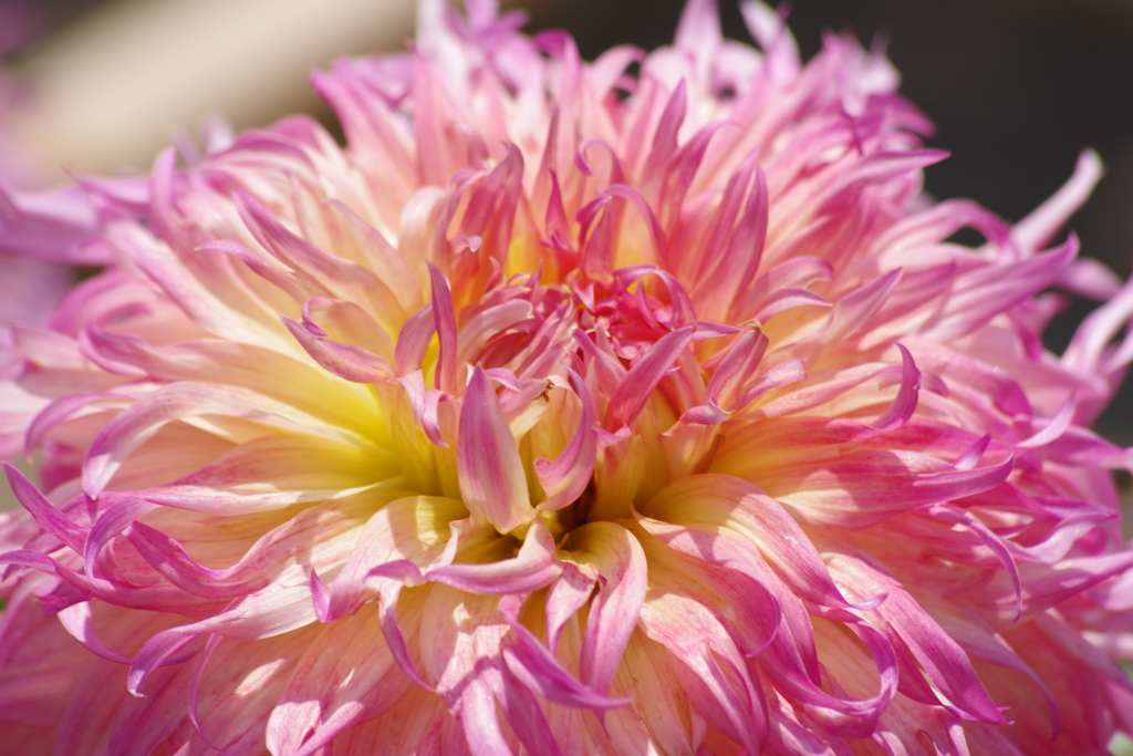 真夏のダリア-レイクビューカーリー