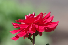 花散歩‐ダリア
