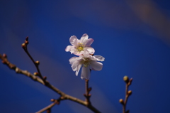 十月桜-2