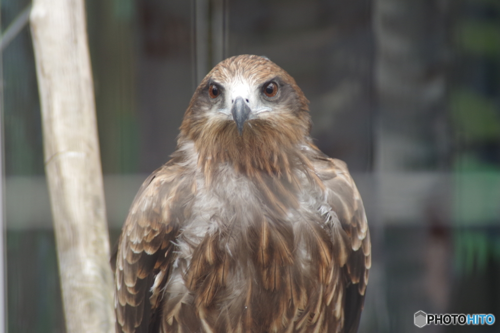 籠の鳥でも猛禽類-1