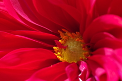 秋田のダリア‐蕊の魅惑1