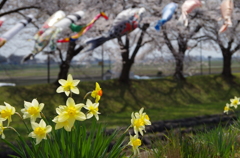 桜とコイと水仙と