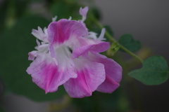 花散歩‐マルバアサガオの変り咲