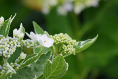 梅雨空に似合う花-紫陽花5