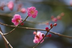 3/26 紅梅