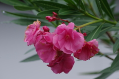 花散歩-夾竹桃