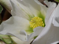 白花