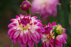 秋田のダリア-15