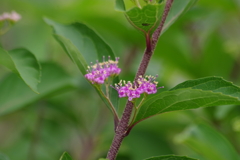 花散歩‐コムラサキ