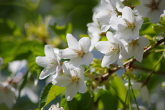 春を待つ心‐白い山桜