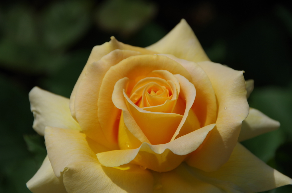 それでも薔薇は咲く-4