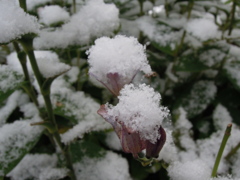 ほわほわの雪-2