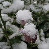 ほわほわの雪-2