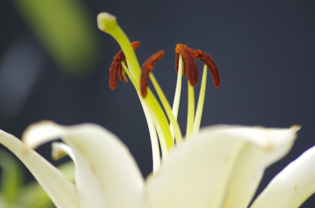花散歩‐百合