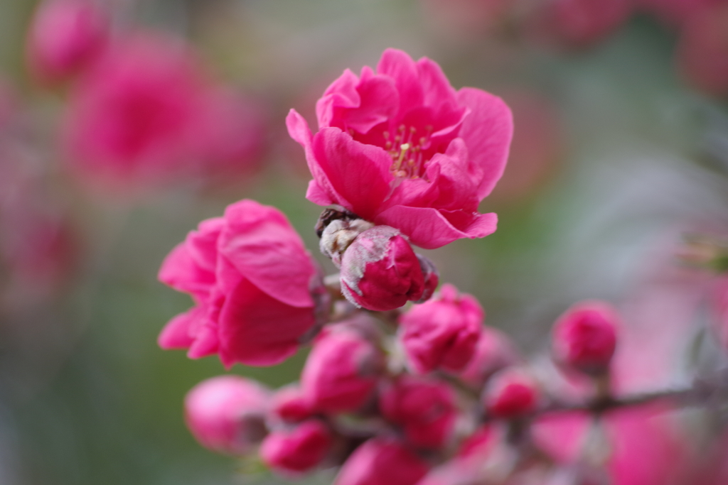 花散歩₋花桃