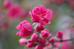 花散歩₋花桃