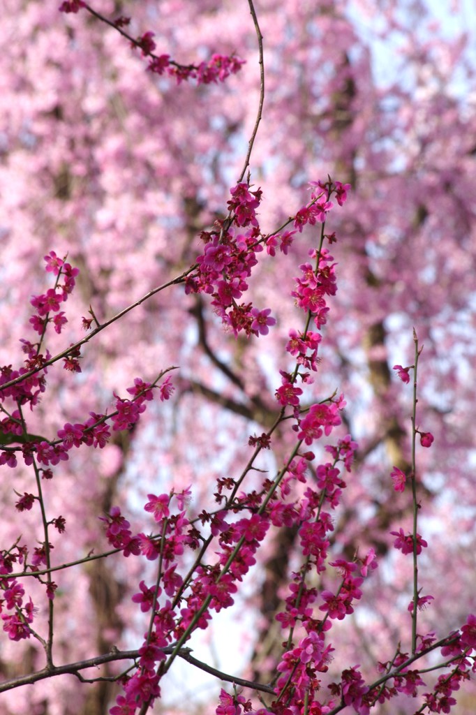 紅梅と枝垂れ桜の咲き競い-1
