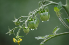雨上がりのミニトマト