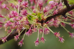 春を待つ心‐花の後・実が膨らむ。。