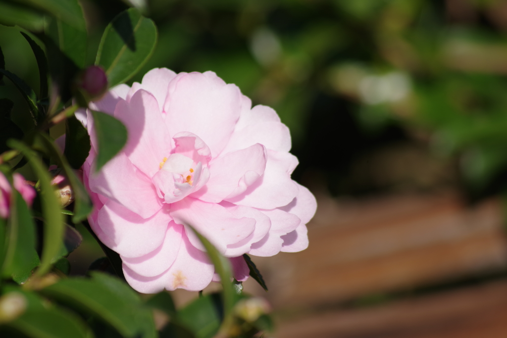冬の華やぎ-山茶花咲く3