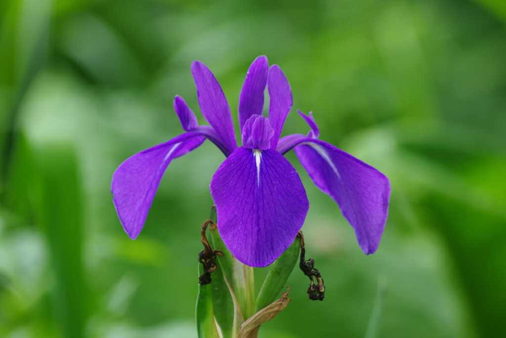 野草園で花探し-カキツバタ