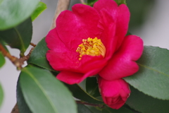 木偏に春を探して-5