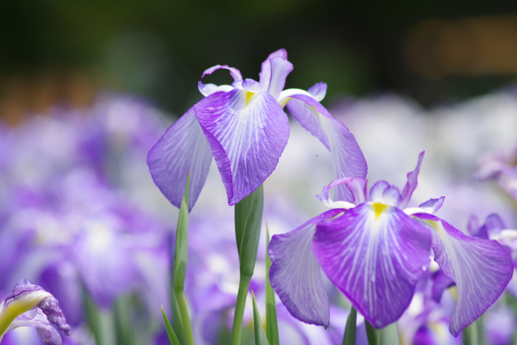 六月の花散歩‐花菖蒲・野川の辺