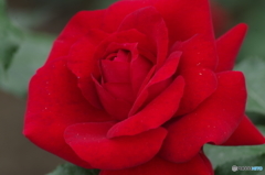 ガルテンツアーバー´84