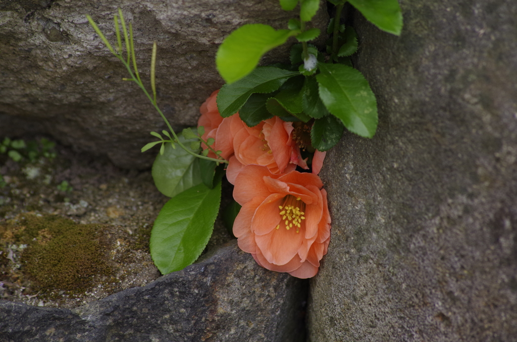 花散歩‐石垣の木瓜