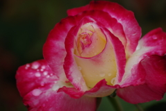 六月の薔薇‐ダブルデライト